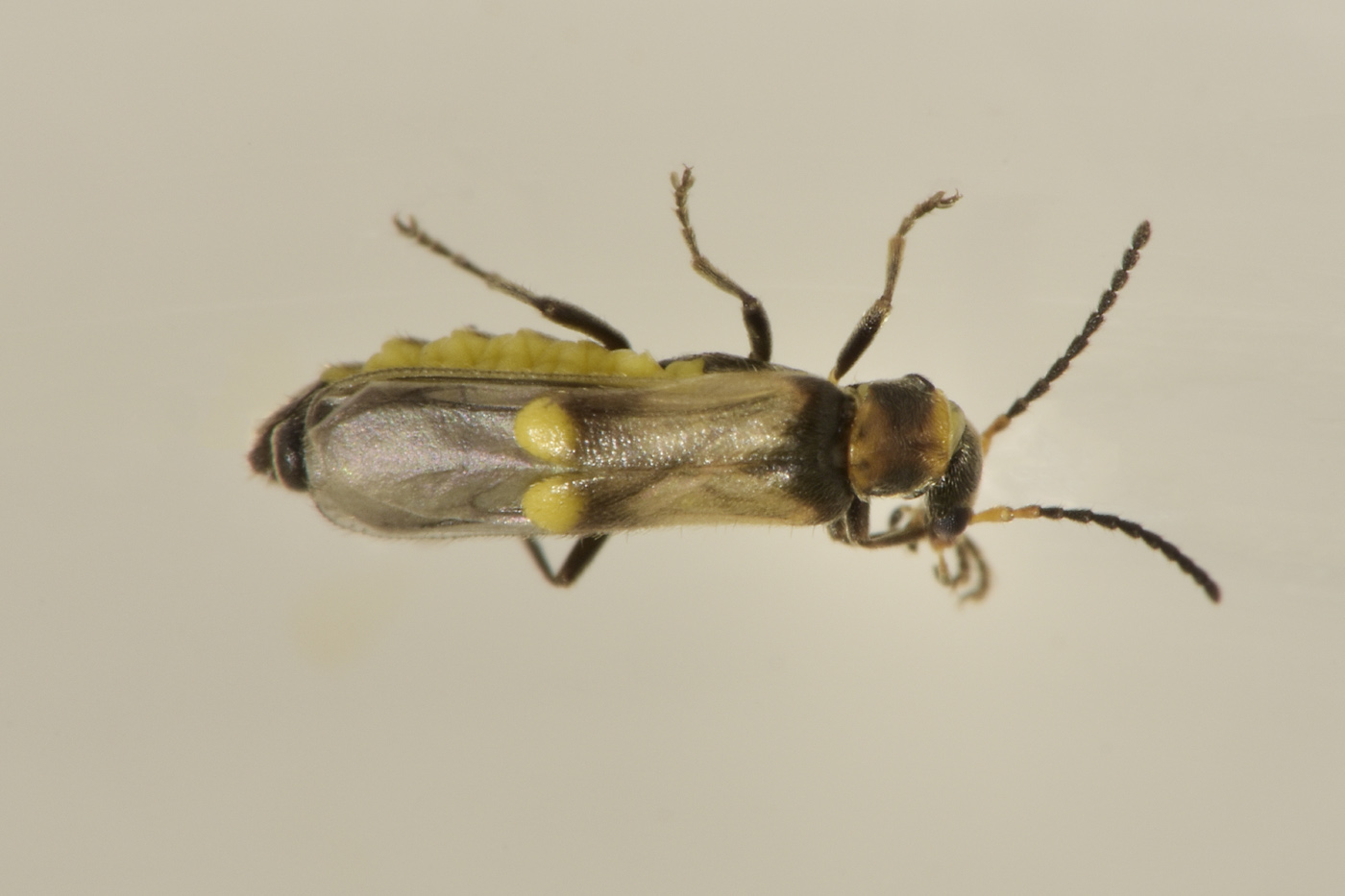 Cantharidae: Malthodes sp.? Sì, femmina
